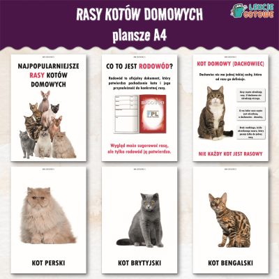 rasy kotów domowych dzień kota koty pdf do druku plansze edukacyjne materiały demonstracyjne