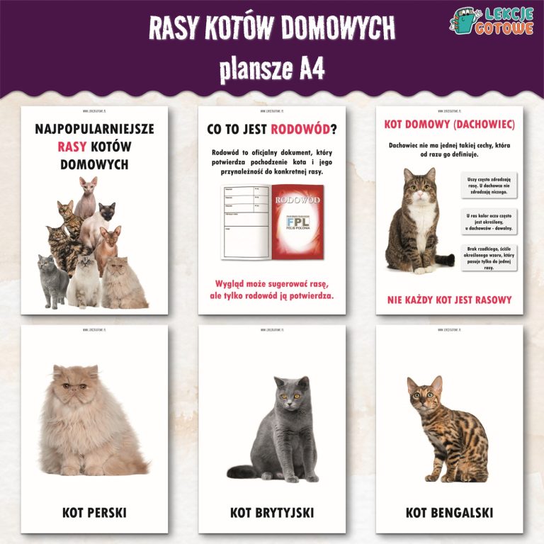 rasy kotów domowych dzień kota koty pdf do druku plansze edukacyjne materiały demonstracyjne