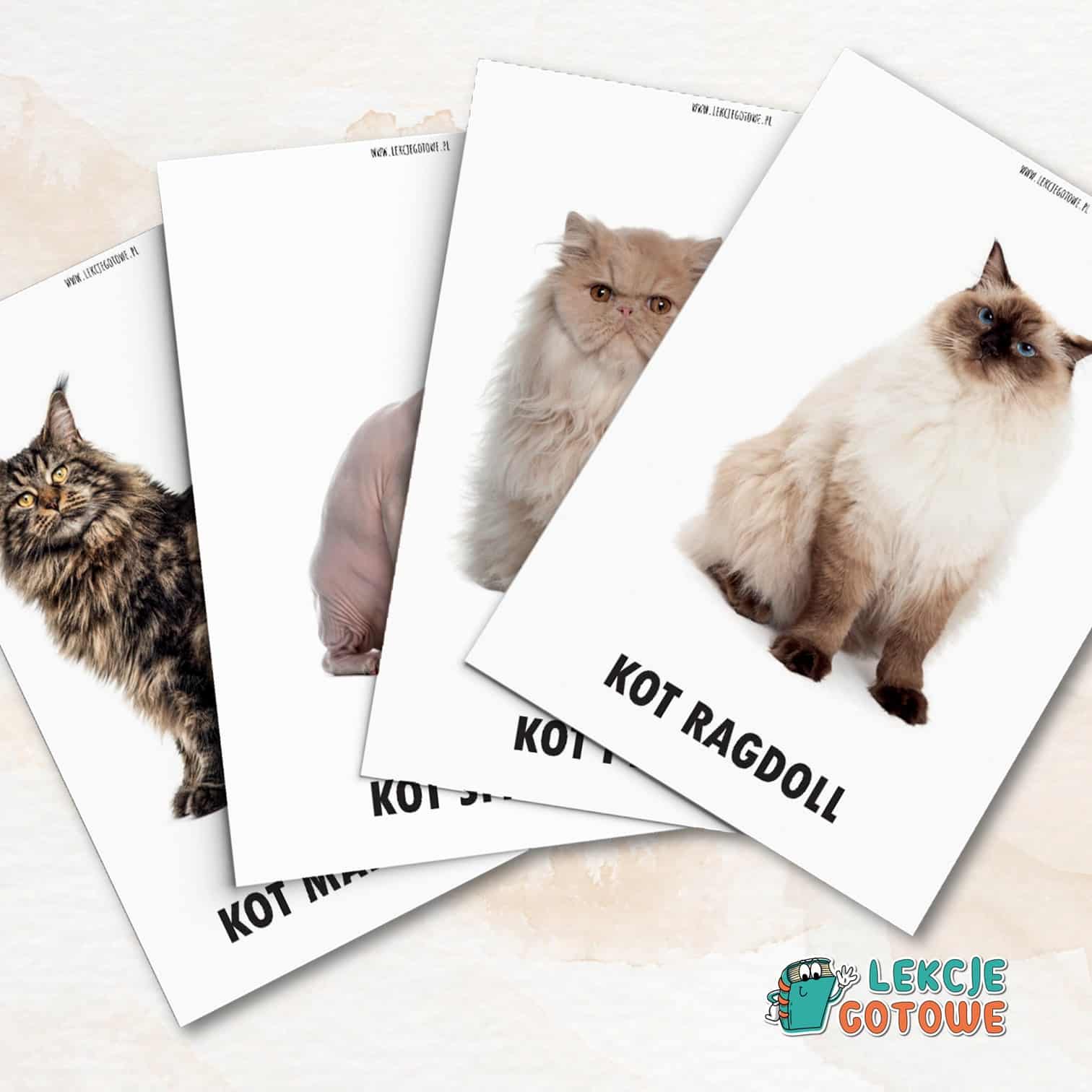 rasy kotów domowych dzień kota koty pdf do druku plansze edukacyjne materiały demonstracyjne