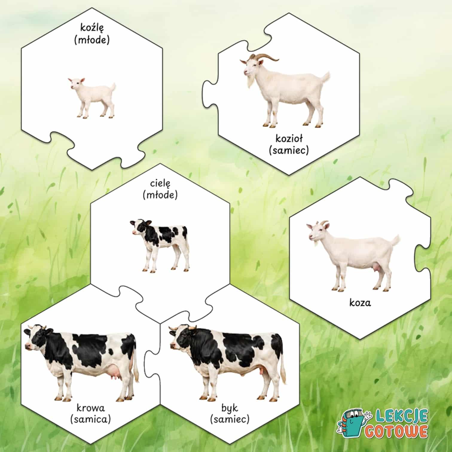 Zwierzęta gospodarskie hodowlane młode puzzle edukacyjne układanka materiały edukacyjne farma na farmie gospodarstwo krowa kaczka kura pomoce do druku pdf
