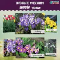 Wiosenne kwiaty plakat plansze fotografie wiosennych kwiatów wiosna materiały dydaktyczne pomoce edukacyjne dla dzieci przyroda oznaki wiosny do druku pdf