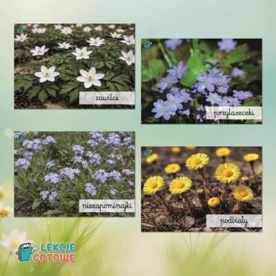 Wiosenne kwiaty plakat plansze fotografie wiosennych kwiatów wiosna materiały dydaktyczne pomoce edukacyjne dla dzieci przyroda oznaki wiosny do druku pdf