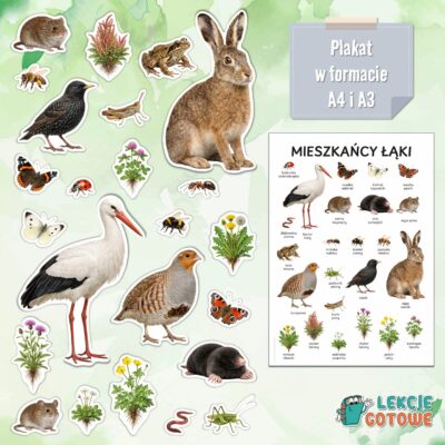 mieszkańcy łąki łąka materiały dydaktyczne pdf do druku dla dzieci makieta plakat plansze owady zwierzęta ssaki rośliny edukacja przyrodnicza