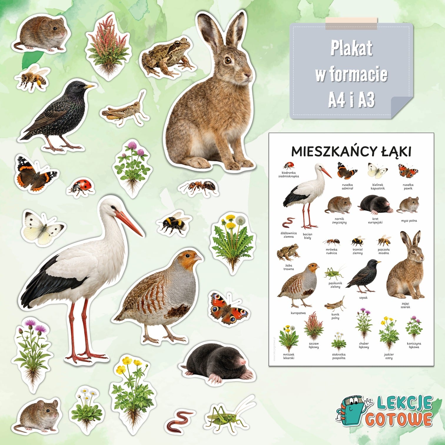 mieszkańcy łąki łąka materiały dydaktyczne pdf do druku dla dzieci makieta plakat plansze owady zwierzęta ssaki rośliny edukacja przyrodnicza