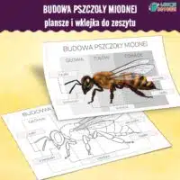 budowa pszczoły miodnej plansze i wklejka do zeszytu pdf do druku dzień pszczoły materiały dla dzieci edukacja przyrodnicza