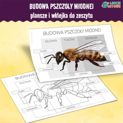 budowa pszczoły miodnej plansze i wklejka do zeszytu pdf do druku dzień pszczoły materiały dla dzieci edukacja przyrodnicza