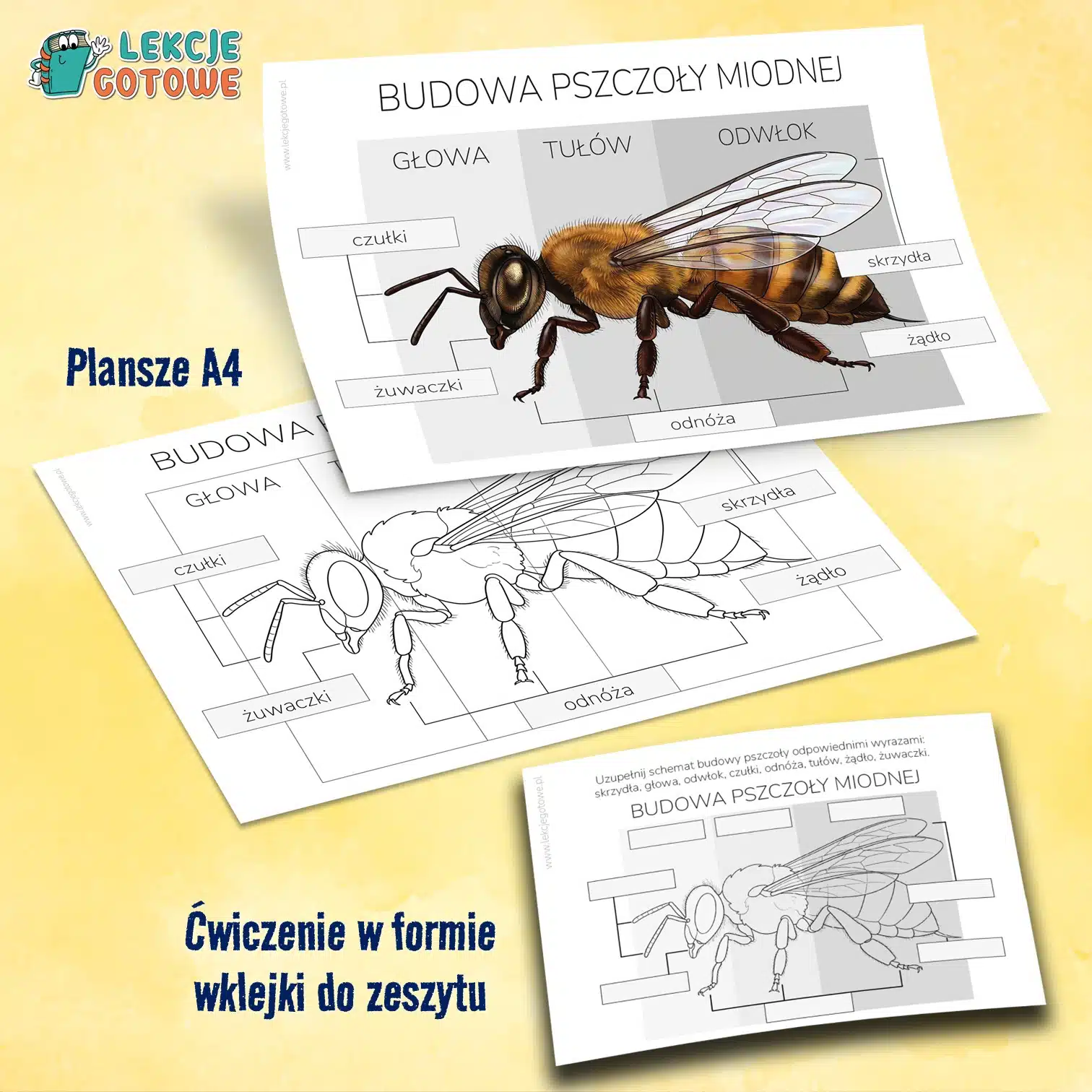 budowa pszczoły miodnej plansze i wklejka do zeszytu pdf do druku dzień pszczoły materiały dla dzieci edukacja przyrodnicza