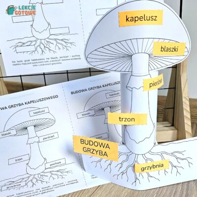 gotowa praca plastyczna budowa grzyba kapeluszowego